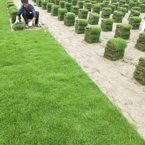 马尼拉草皮