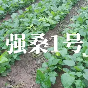 供应2022年发嫁接强桑1号桑苗