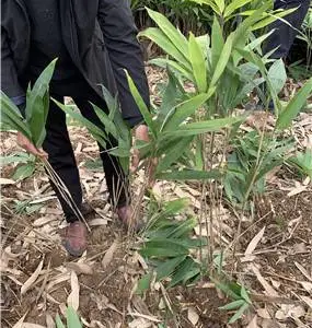 遂平阔叶箬竹园林绿化
