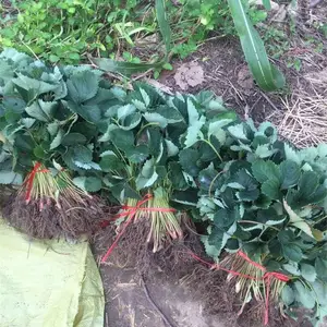 潍坊甜查理草莓苗***格，甜查理草莓栽子入大棚专用苗