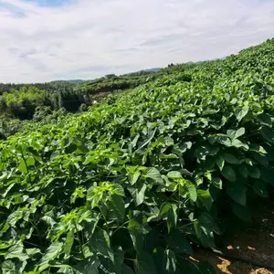 供应山桐子苗,山桐子苗批发,出售山桐子苗