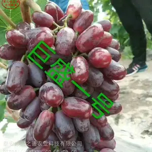 ��������������������硢��֭����������������������Ǽ���