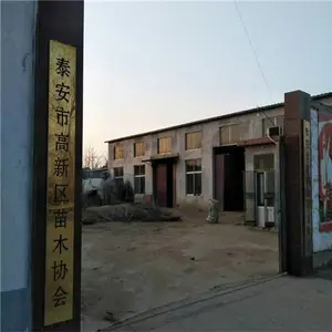 泰安高新区丰田园艺场