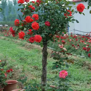 ����ؾ�4���ָ߸��¼����۸� �羰��״�¼�������