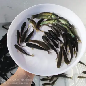 ������***Ʒ�ֺ�����-�������糡��Ӧ��������-2021