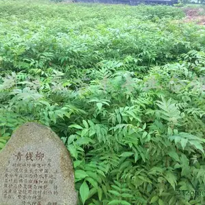 30-80高青钱柳苗 2公分3公分4公分5公分青钱柳