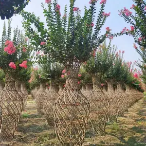 ��ޱ��«��֯ �컨��ޱ���� ��ޱ��֯����Ʒ 3�׸���ޱ