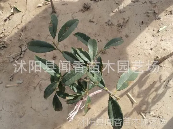 ��Ӧ��***����������۸� ��𻨼۸� ��������޽ӵĹ�С��