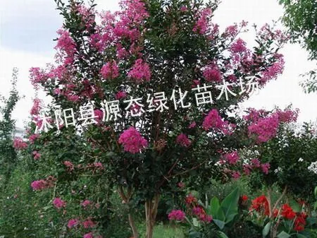��Ӧ��Ӧ��ޱ���컨��ޱ����ޱͼƬ����ޱ�۸���ޱС�磬������ޱ����ޱ���أ���ޱ��������ޱ�����պ���ޱ
