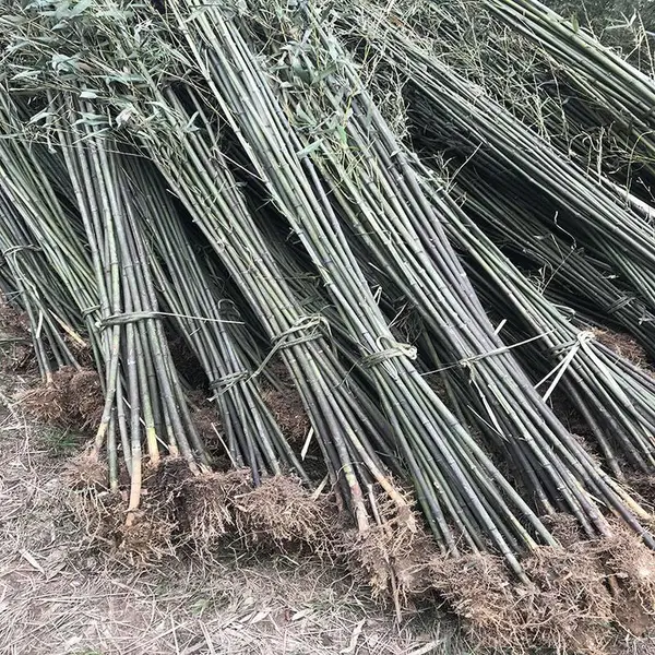 供应湖南马尼拉草皮