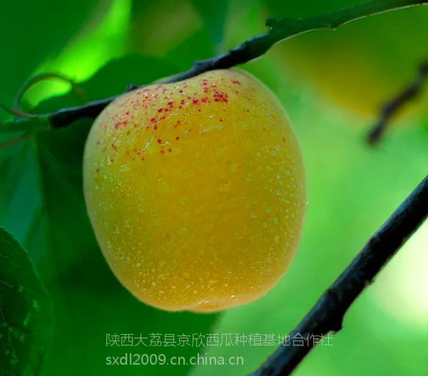 供应陕西凯特杏-大果型杏子品种,纯甜可口,货源充足,阳历6月份成熟