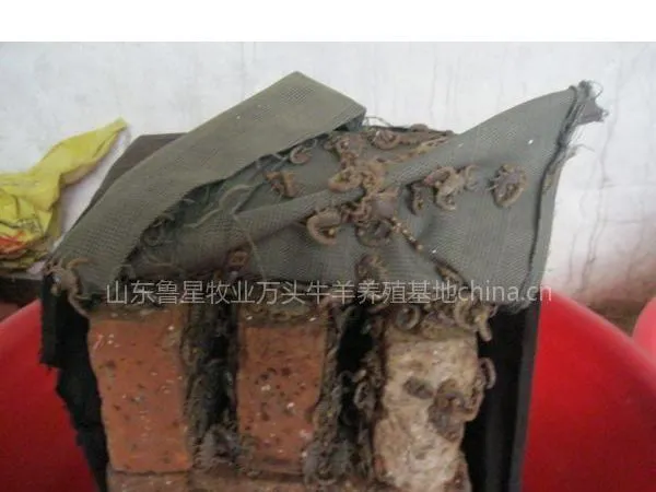 供应蝎子养殖|蝎子养殖基地|种蝎繁育场