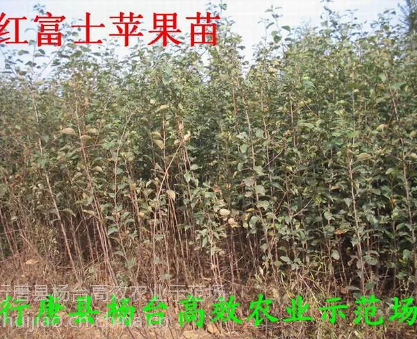 ��Ӧ�������ֹ�����۸�