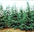 供应供应广玉兰、雪松、大叶女贞、黄杨、卫矛