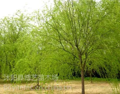 供应垂柳河边池塘绿化树苗