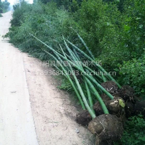 青皮竹1-6公分 枫竹基地 金镶玉竹佛肚竹供应商