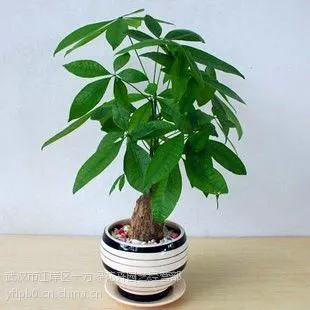 供应武汉植物租赁,武汉植物租赁价格