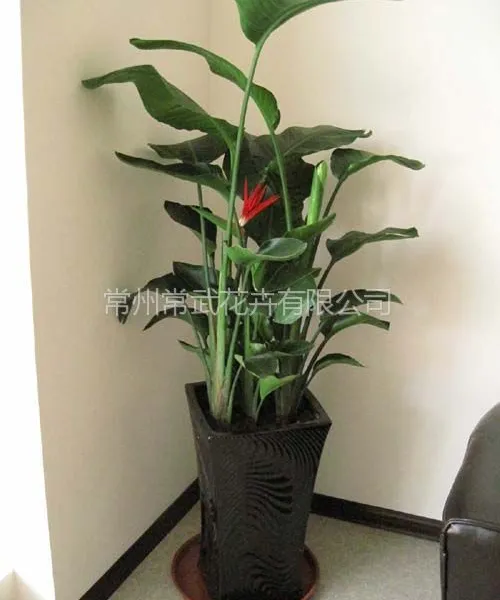 常州绿植出租_花卉租赁_销售_