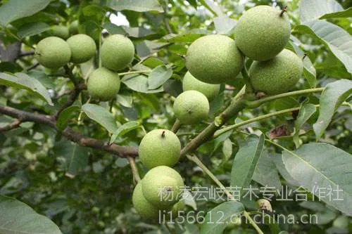供应垂铃6号核桃苗