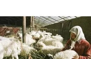 供应甘肃牛棚羊圈保温PE阳光板