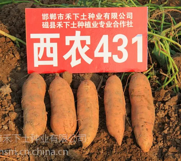 2015年预订西农431脱毒红薯苗,结薯集中,薯块纺锤型