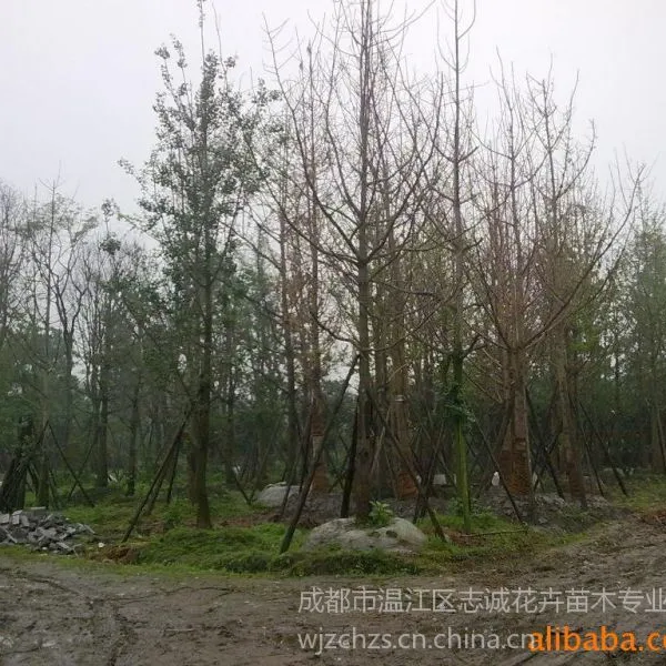 供应供应银杏树苗|温江花木|园林绿化|优质大乔|熟货|银杏大树批发