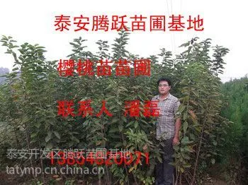 供应樱桃树苗 优质大樱桃树苗 大樱桃树苗品种