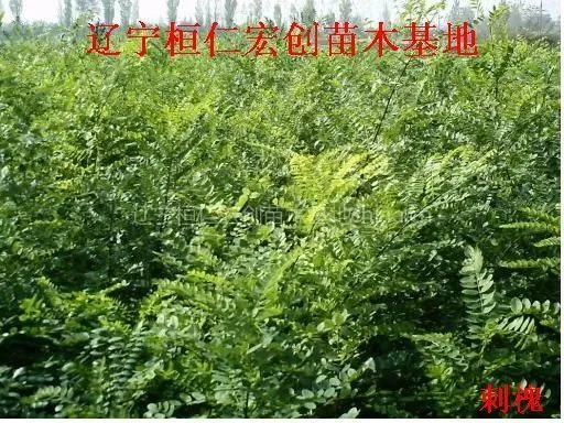 供应供应刺槐、刺槐基地、辽宁刺槐、刺槐小苗、刺槐种子