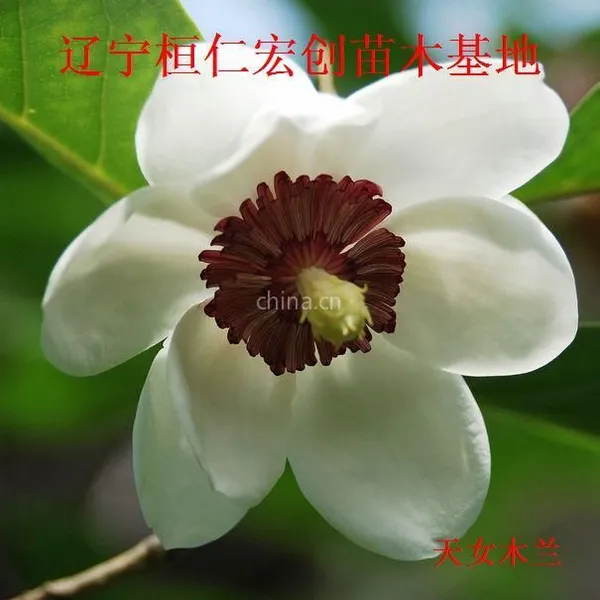 供应供应天女木兰、辽宁天女木兰、本溪天女木兰、桓仁天女木兰、天女木兰基地、天女木兰种苗