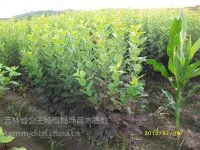 供应出售辽宁开原紫叶稠李、黑龙江红叶李、吉林王族海棠