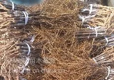 供应辽宁巨峰葡萄苗|出售京亚葡萄苗|夏黑葡萄苗