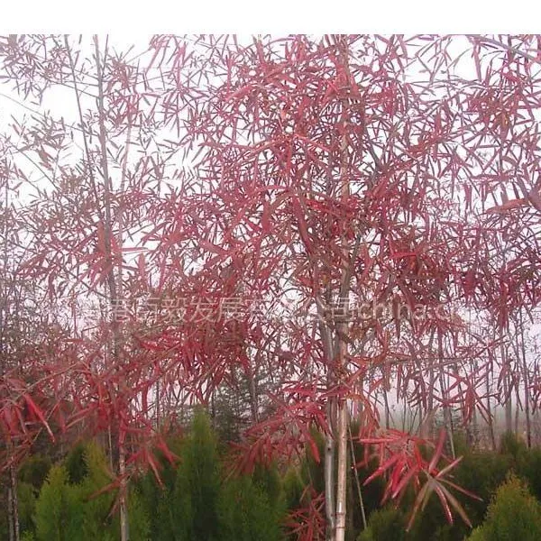 供应柳栎
