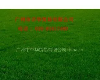 供应高羊茅草种,牧草种子高羊茅,边坡种子高羊茅