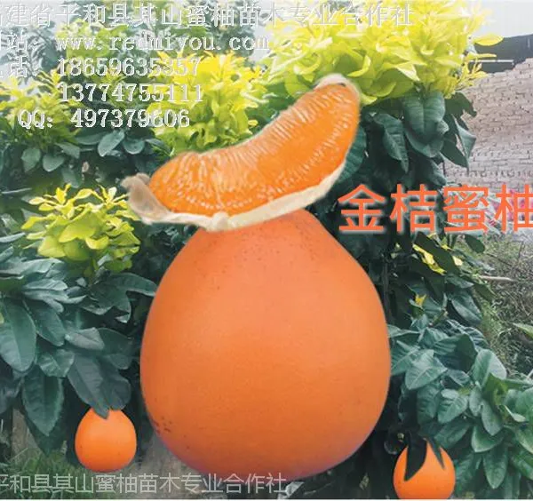 黄金柚苗价格