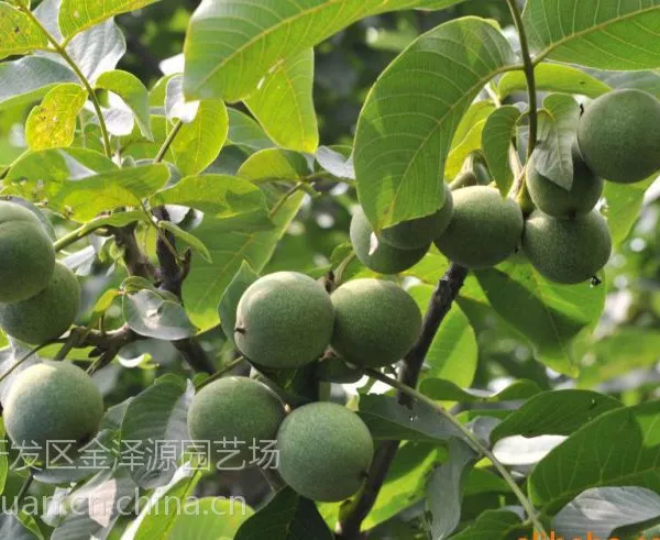 【贵州核桃苗价格,云南1公分核桃苗批发,山东嫁接2公分核桃苗产地价格】