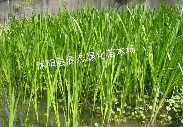 供应供应荷花 睡莲 水生植物 菖蒲、黄菖蒲、水葱、再力花、梭鱼草、花叶芦竹、香蒲、芦苇、旱伞草