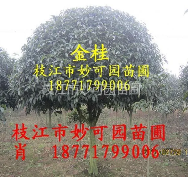 供应湖北桂花苗|湖北哪里有桂花苗|宜昌八月桂花苗|宜昌丹桂苗|湖北桂花树苗价格|枝江金桂花苗圃基地