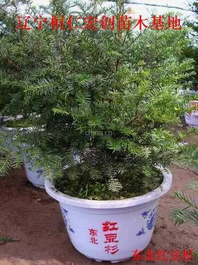 供应供应东北红豆杉、东北红豆杉基地、辽宁东北红豆杉、桓仁东北红豆杉、东北红豆杉小苗、东北红豆杉种子