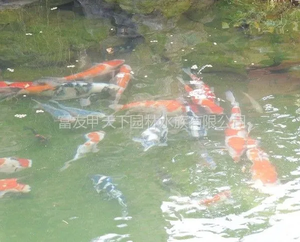 供应全国别墅区、养鱼常年无需换水原理