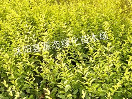 供应供应红叶小檗、金叶女贞、洒金柏、 黄杨球、红叶李、胶东卫矛