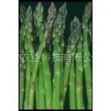 供应芦笋种子(种苗)