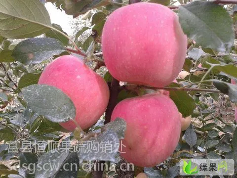供应山东济南嘎啦苹果基地