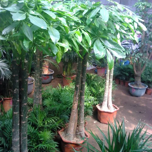 烟台花卉租赁租摆|烟台绿植租赁租摆|烟台年会礼仪庆典花卉租摆