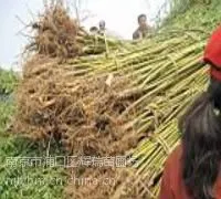 供应垂柳价格报价垂柳的价格详情