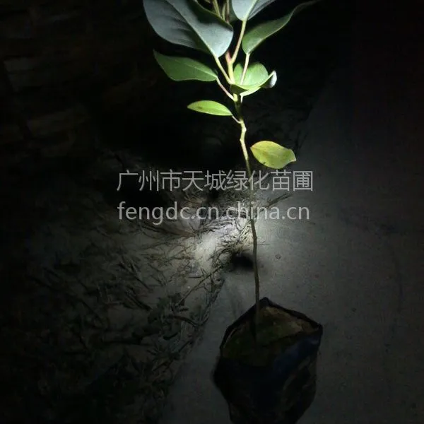 红花荷-红花荷树-红苞木