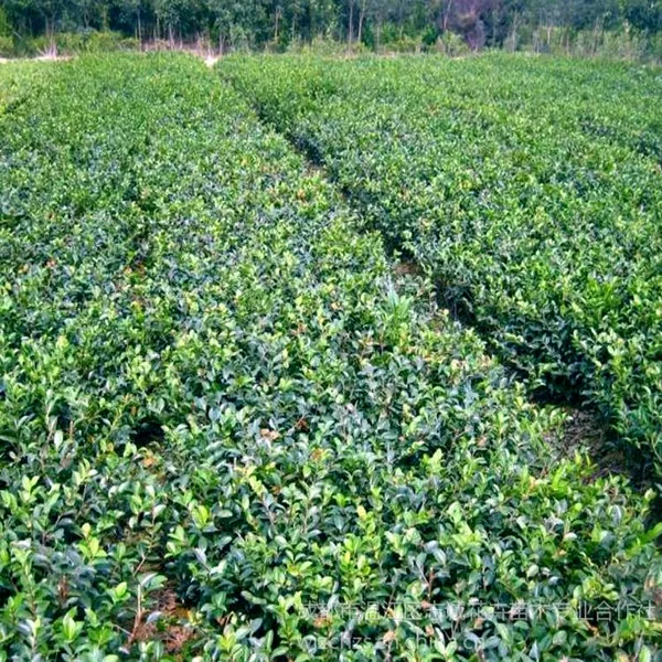 供应大量批发供应温江城乡绿化苗木优质彩叶灌木茶花