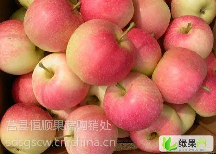 供应山东嘎啦苹果多少钱价格