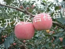 供应优质苹果苗,苹果树小苗,红富士苹果苗,卖苹果苗园艺场