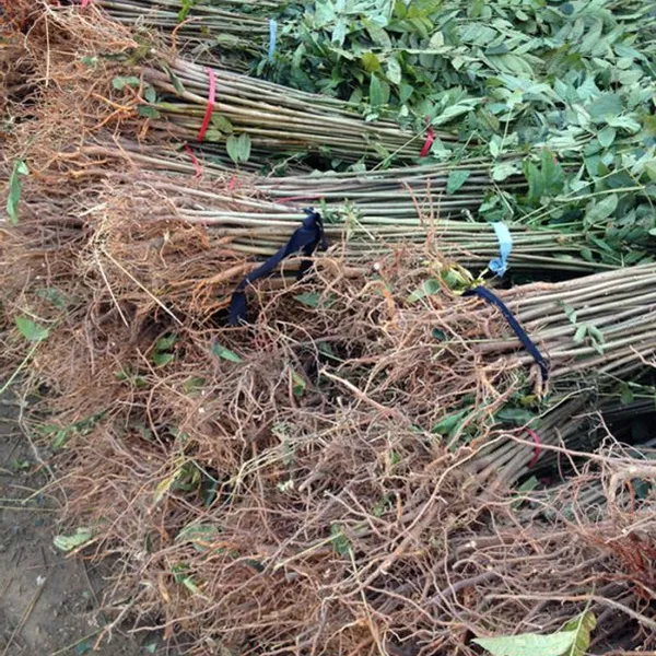 供应香椿苗哪里有 香椿苗什么品种好 红油香椿苗品种系列