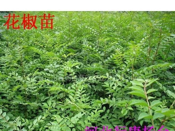 ��Ӧ���л������ĵĻ��������